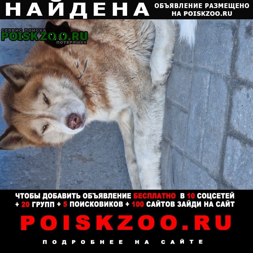 Найдена собака Белгород