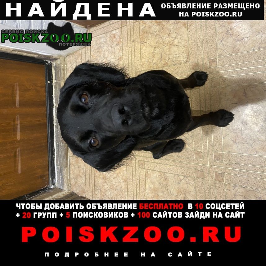 Найдена собака кобель черный молодой кобель Севастополь