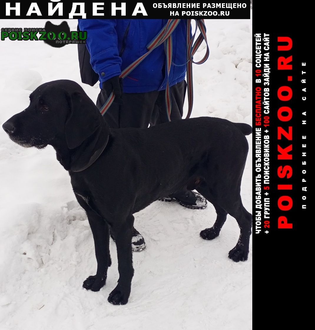 Москва Найдена собака кобель, 2-3 года (дог/пойнтер/курцхаар)