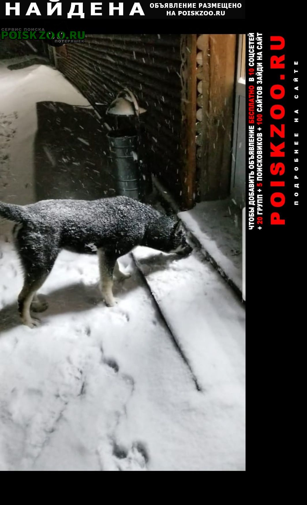 Белозёрский Найдена собака хаски, прим. год замечен на ферме