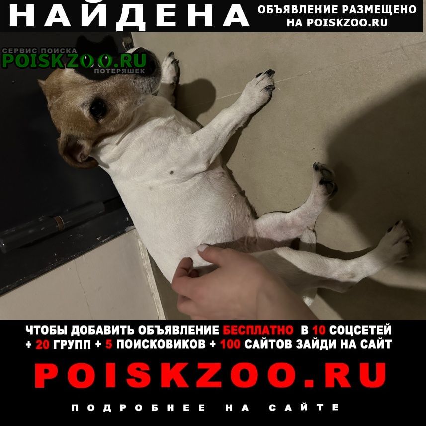 Найдена собака джек рассел терьер Москва