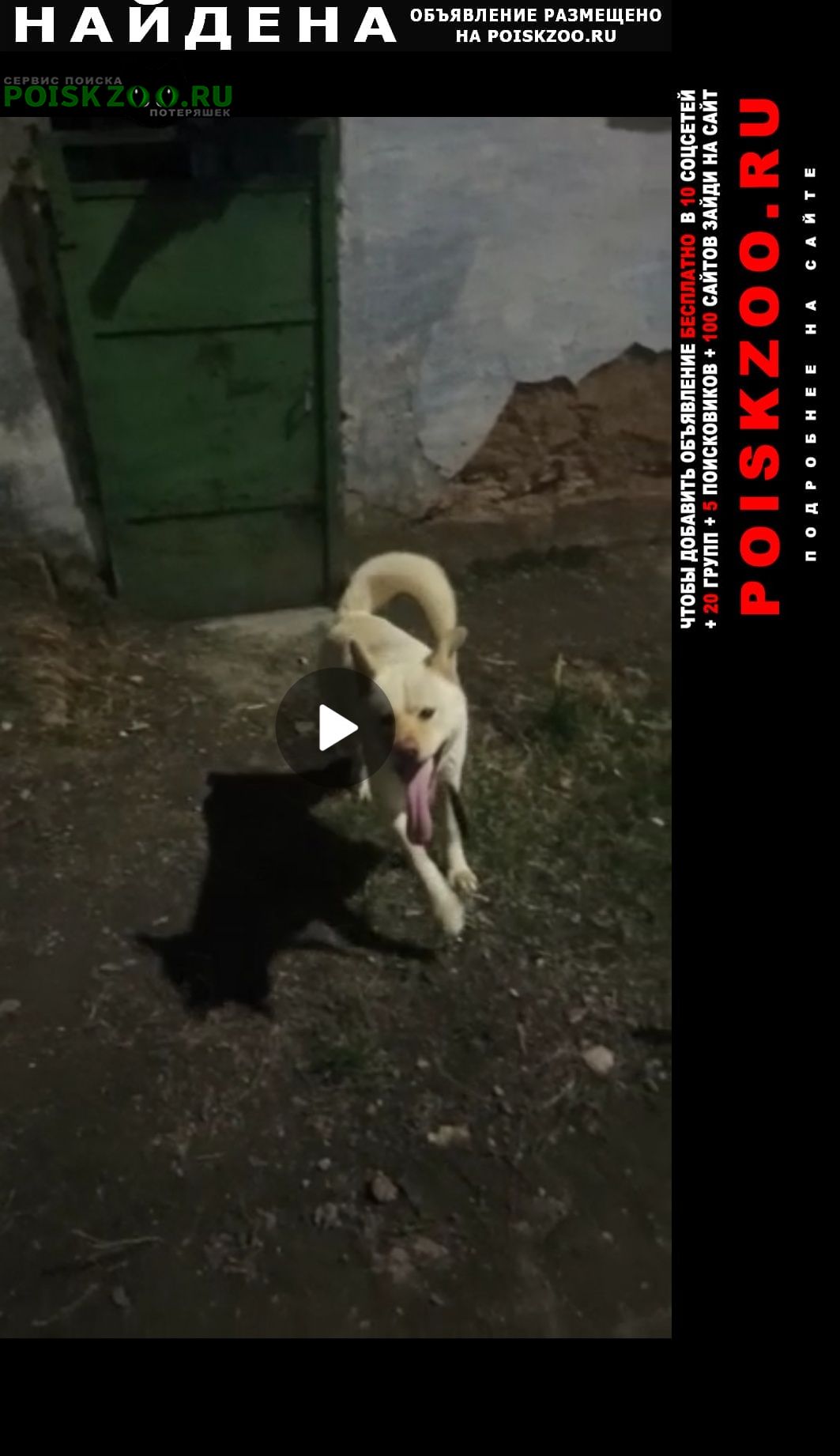 Найдена собака кобель район дм ульянова похож на акиту Симферополь