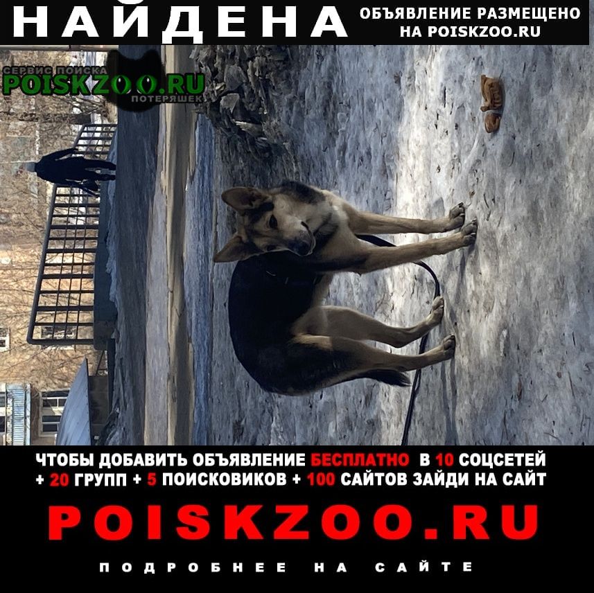 Найдена собака Ангарск