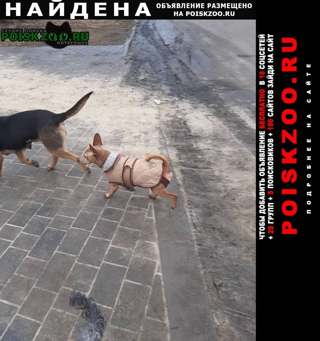 Найдена собака кобель домашняя собака, бегает по улице Воронеж