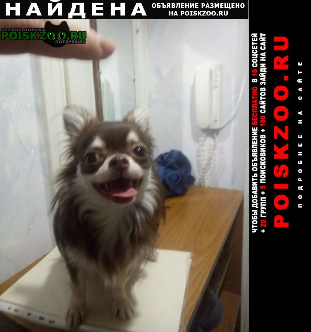 Найдена собака кобель парень. чихуахуа, окрас каштановы Ставрополь