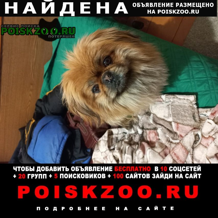 Найдена собака кобель пекинес Пятигорск