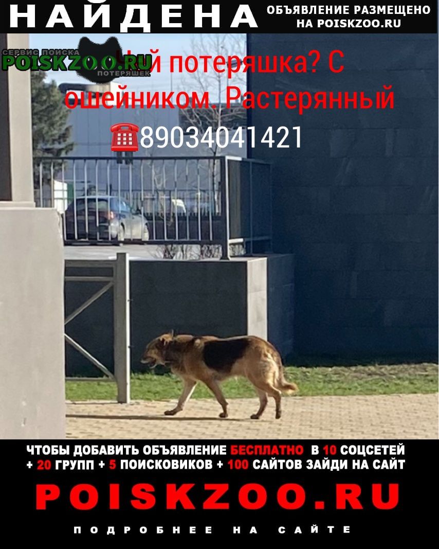 Найдена собака кобель Ростов-на-Дону
