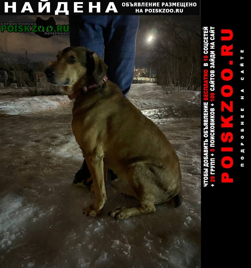 Найдена собака кобель розовый ошейник павшино Красногорск