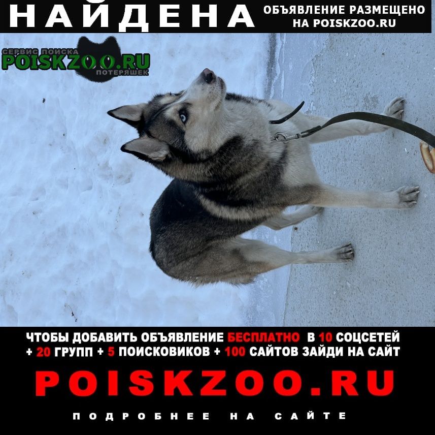 Найдена собака лайка с длинным поводком Петрозаводск