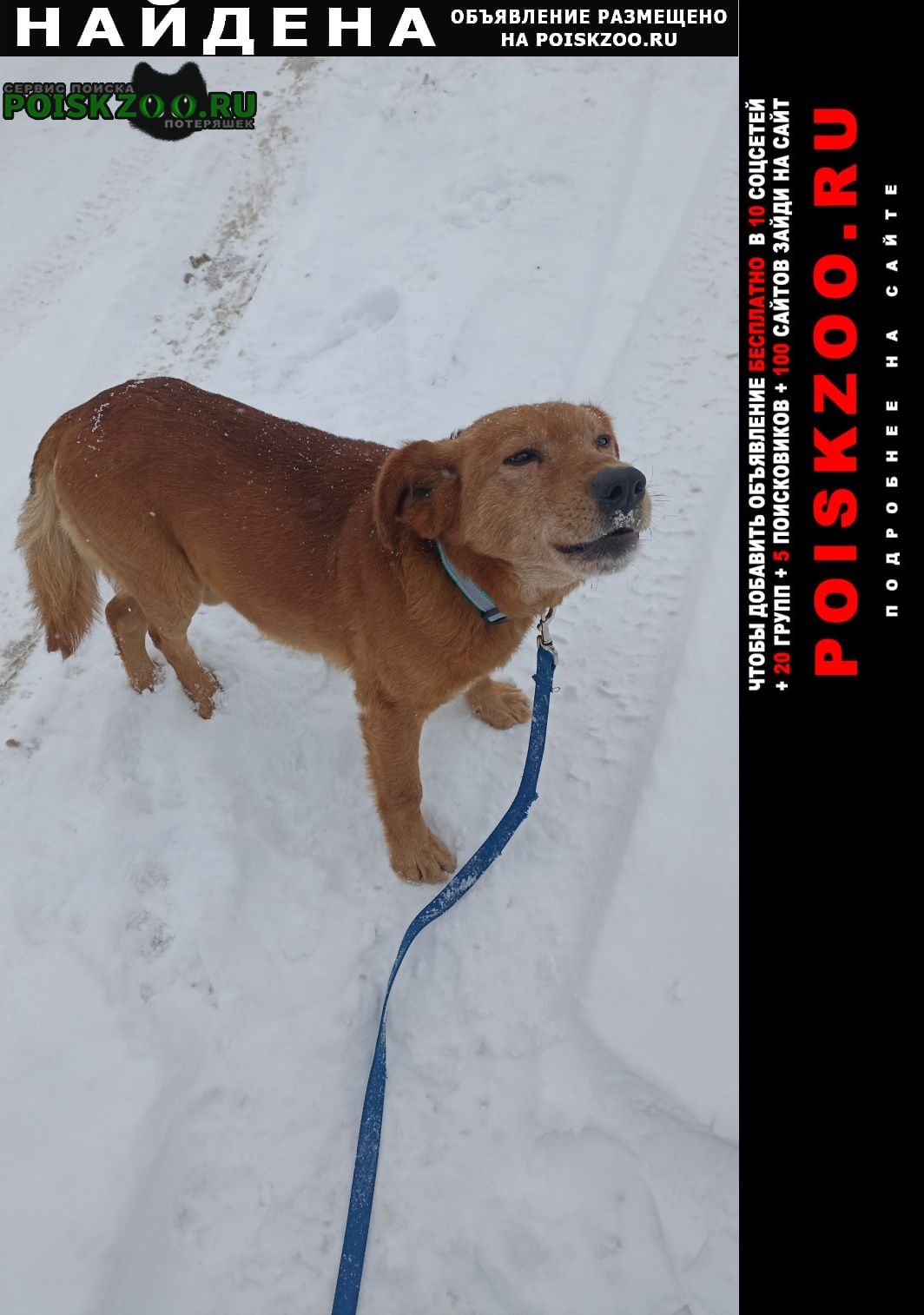Найдена собака кобель огненно-рыжий Воскресенск