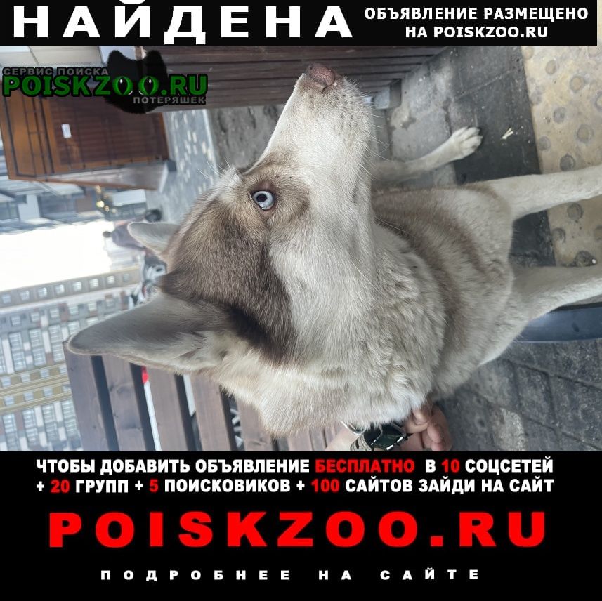 Найдена собака хаски девочка Ростов-на-Дону
