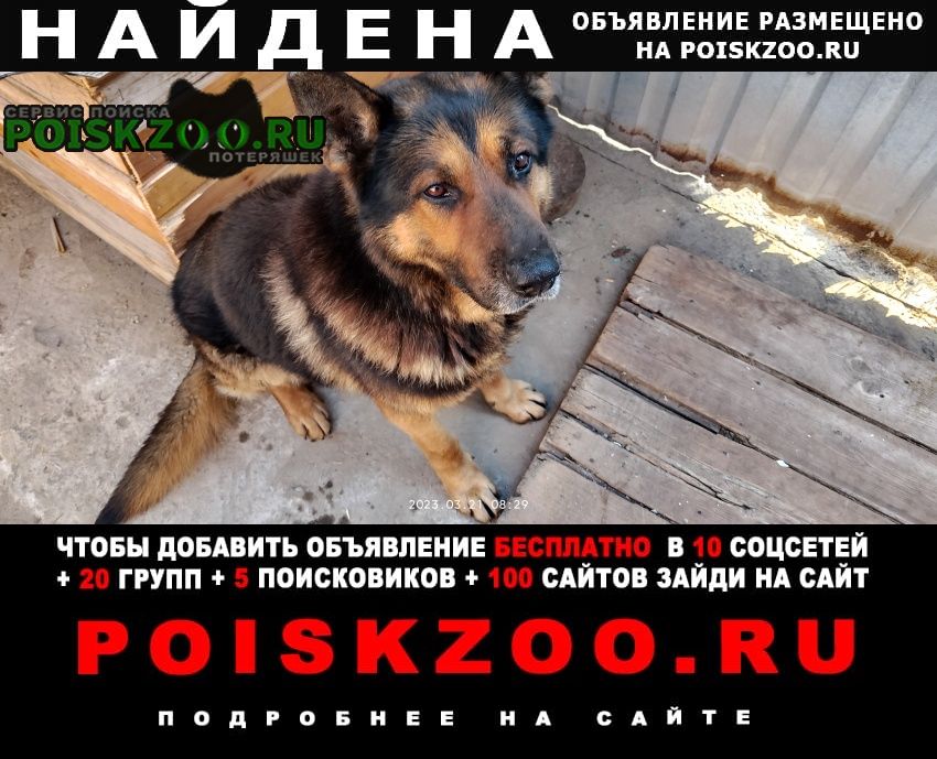 Найдена собака кобель немецкая овчарка Батайск