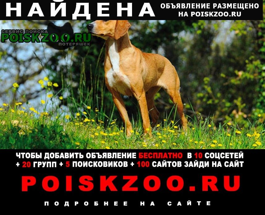 Найдена собака кобель 21 марта 2023 года семь ветров Волгоград