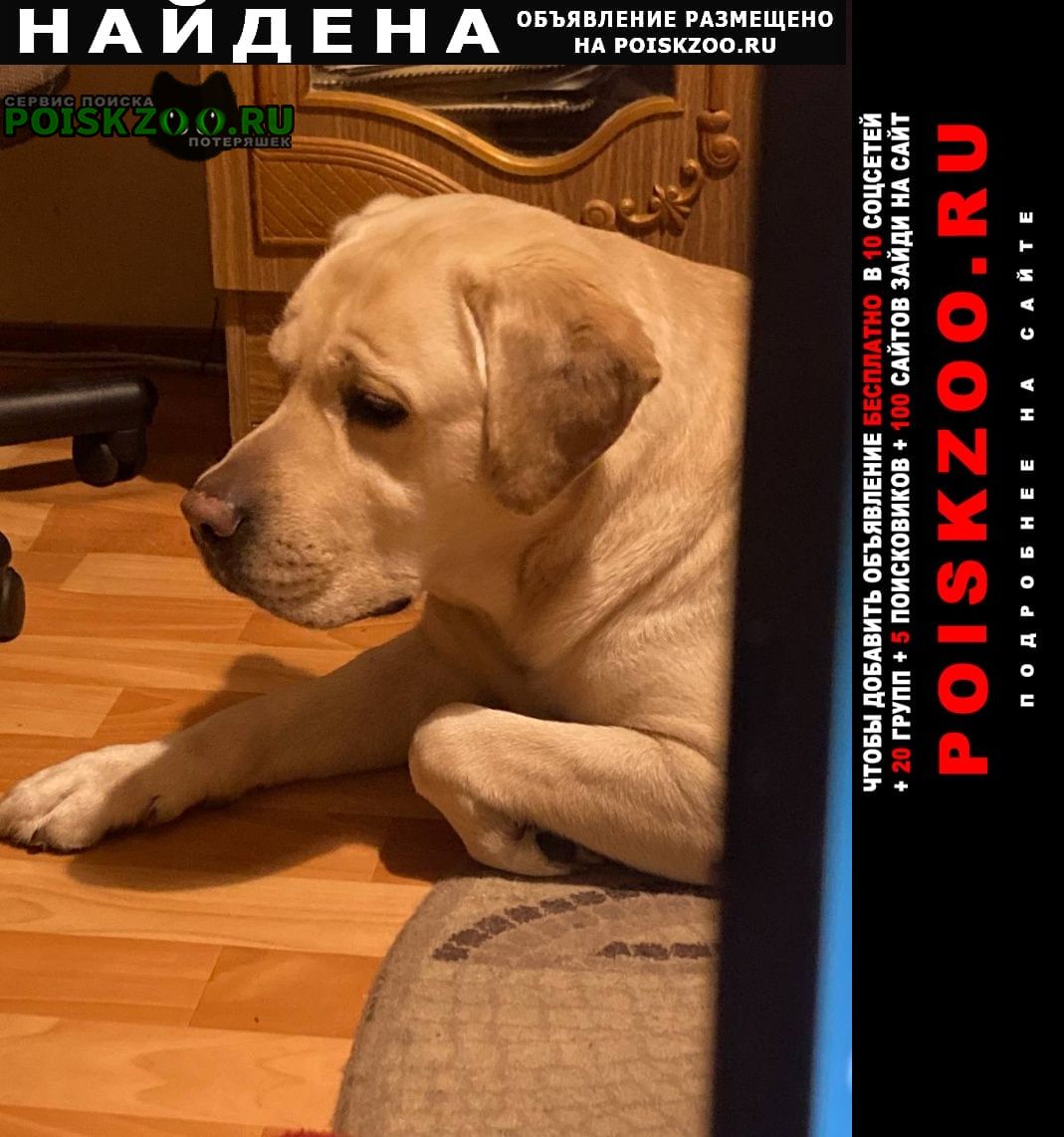 Найдена собака кобель Саратов