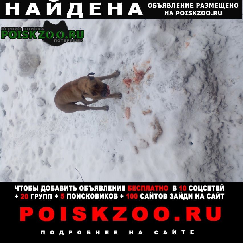 Найдена собака кобель при блудился кобель Анжеро-Судженск