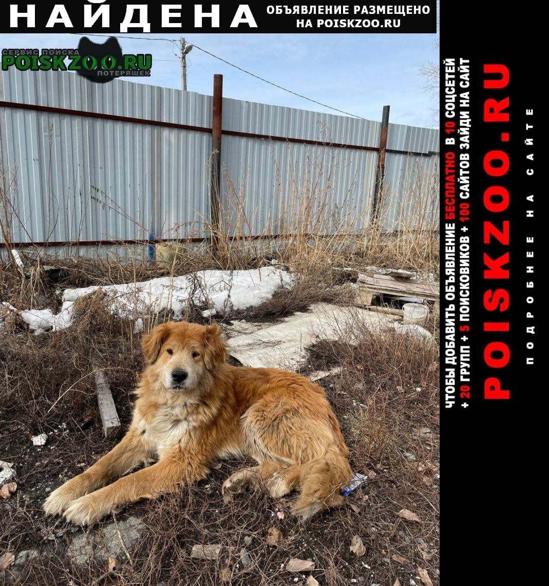 Найдена собака Екатеринбург