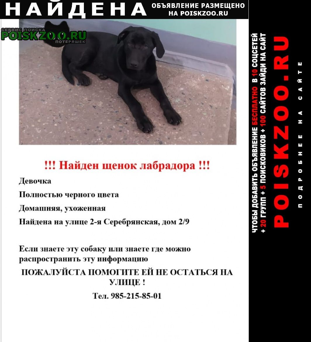 Найдена собака щенок лабрадора черного цвета Пушкино