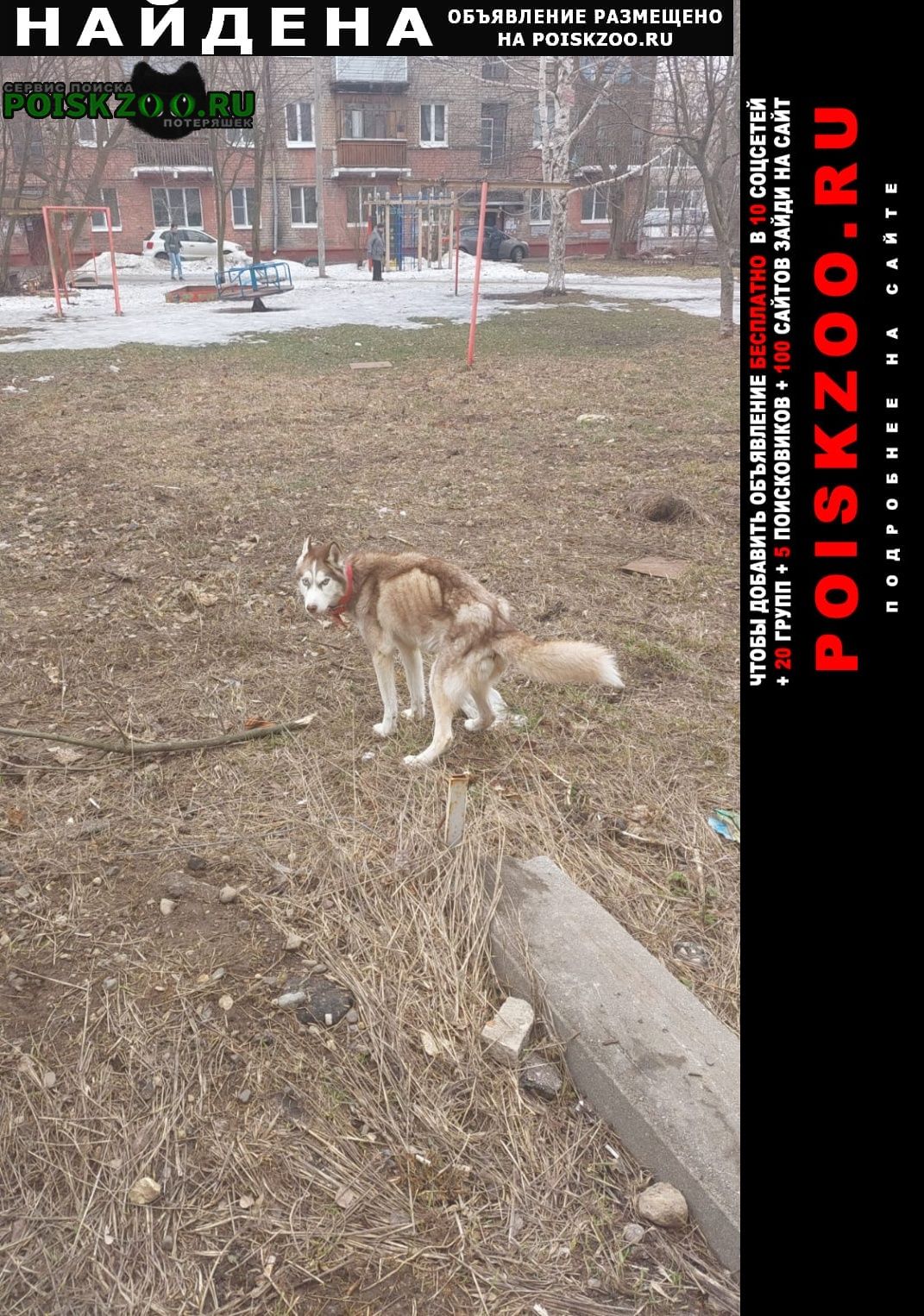 Найдена собака красный ошейник, похожа на хаски, э Ярославль