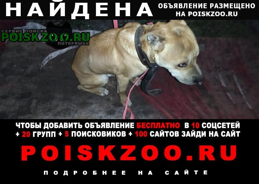 Найдена собака кобель американский стаффордширский терьер Воронеж