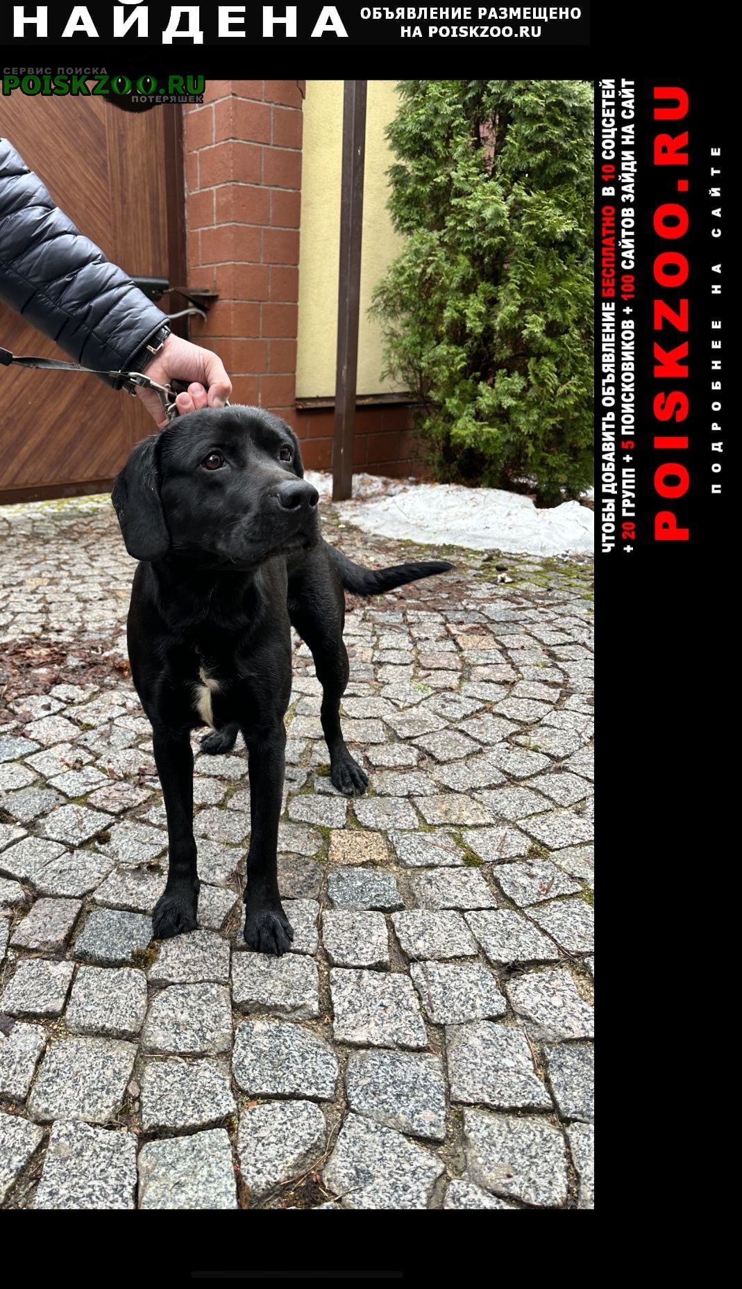 Найдена собака кобель Одинцово