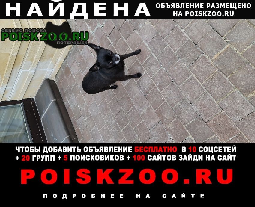 Найдена собака в крекшино маленькая чёрная соба Москва