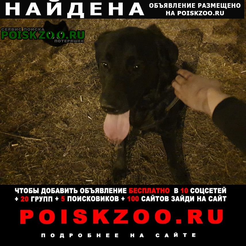 Найдена собака кобель лабродор, кобель Владивосток
