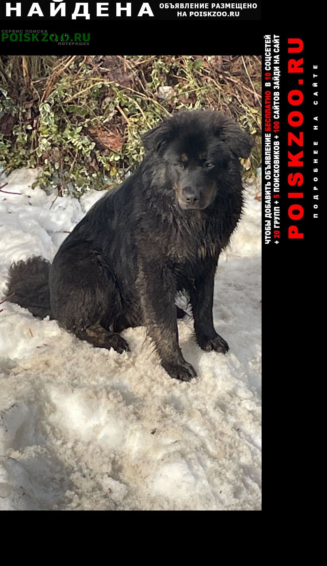 Найдена собака кобель в деревне шишкино домодедовского района Домодедово