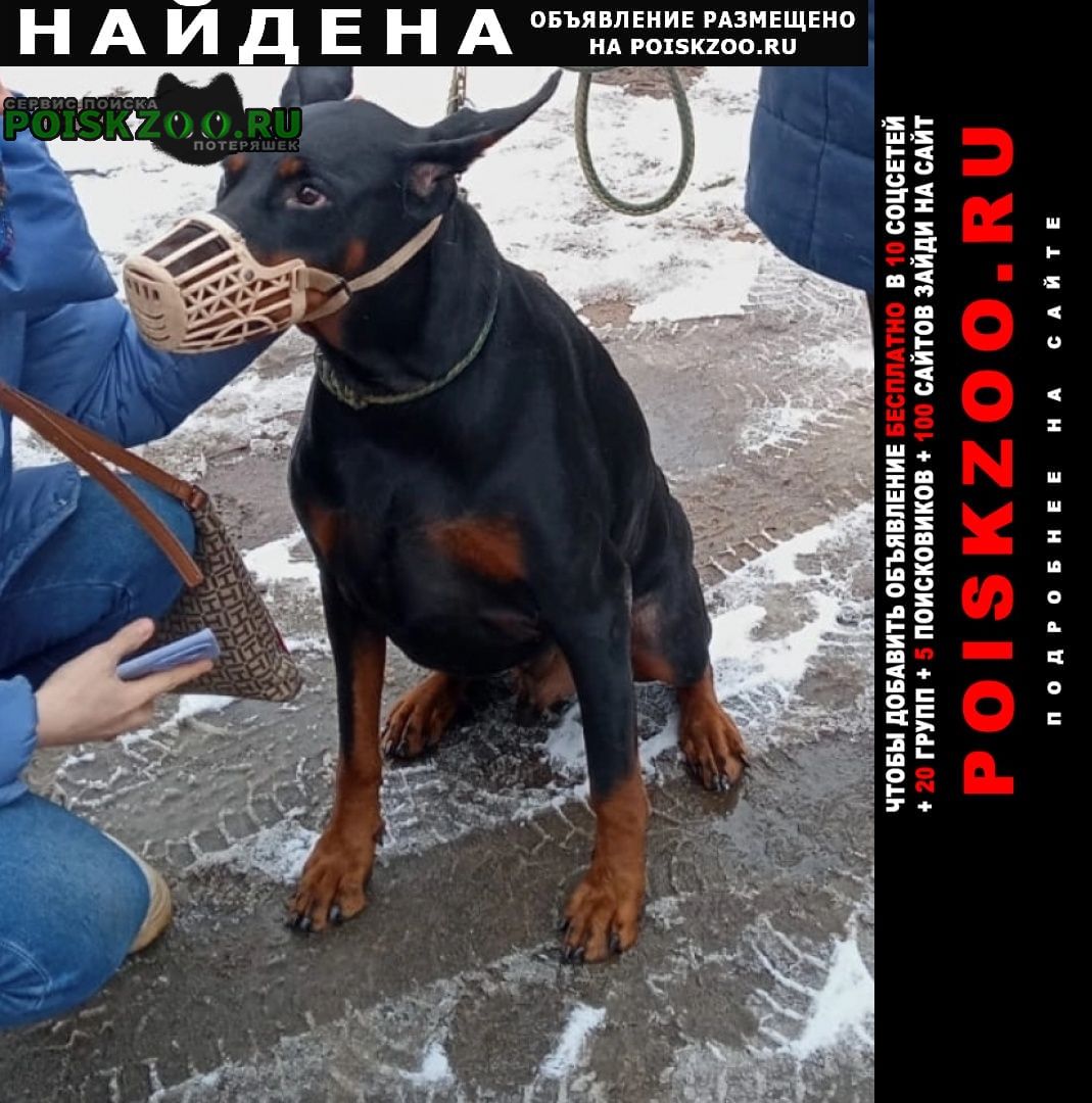 Найдена собака кобель доберман Санкт-Петербург