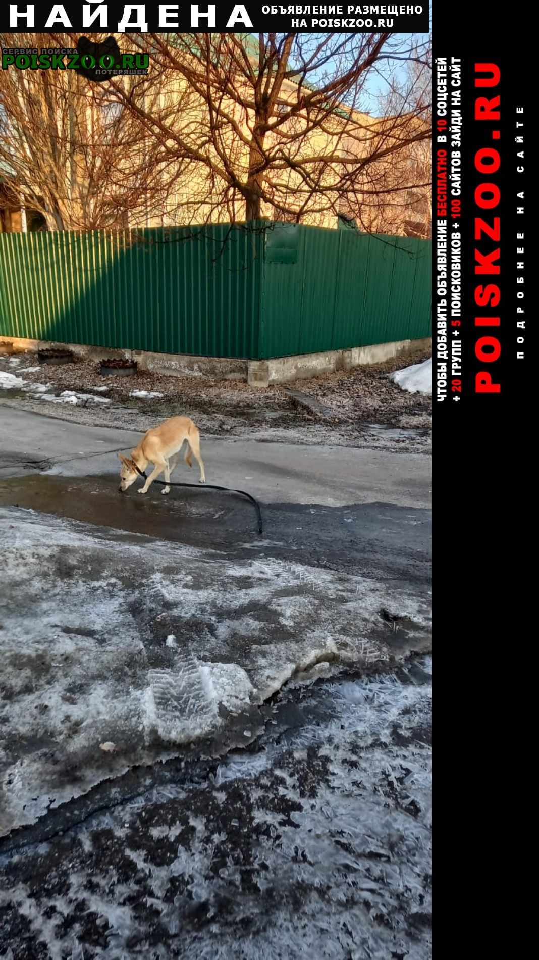 Найдена собака Барнаул