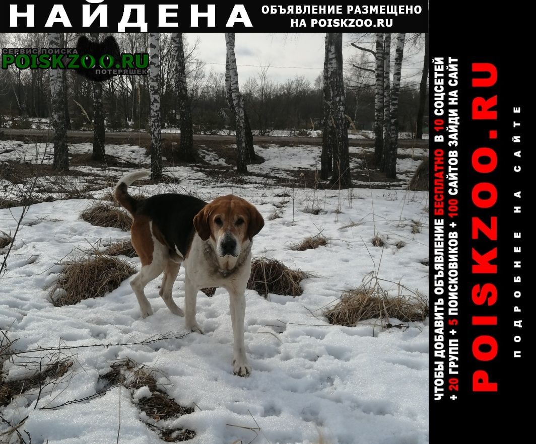 Найдена собака кобель Новозыбков