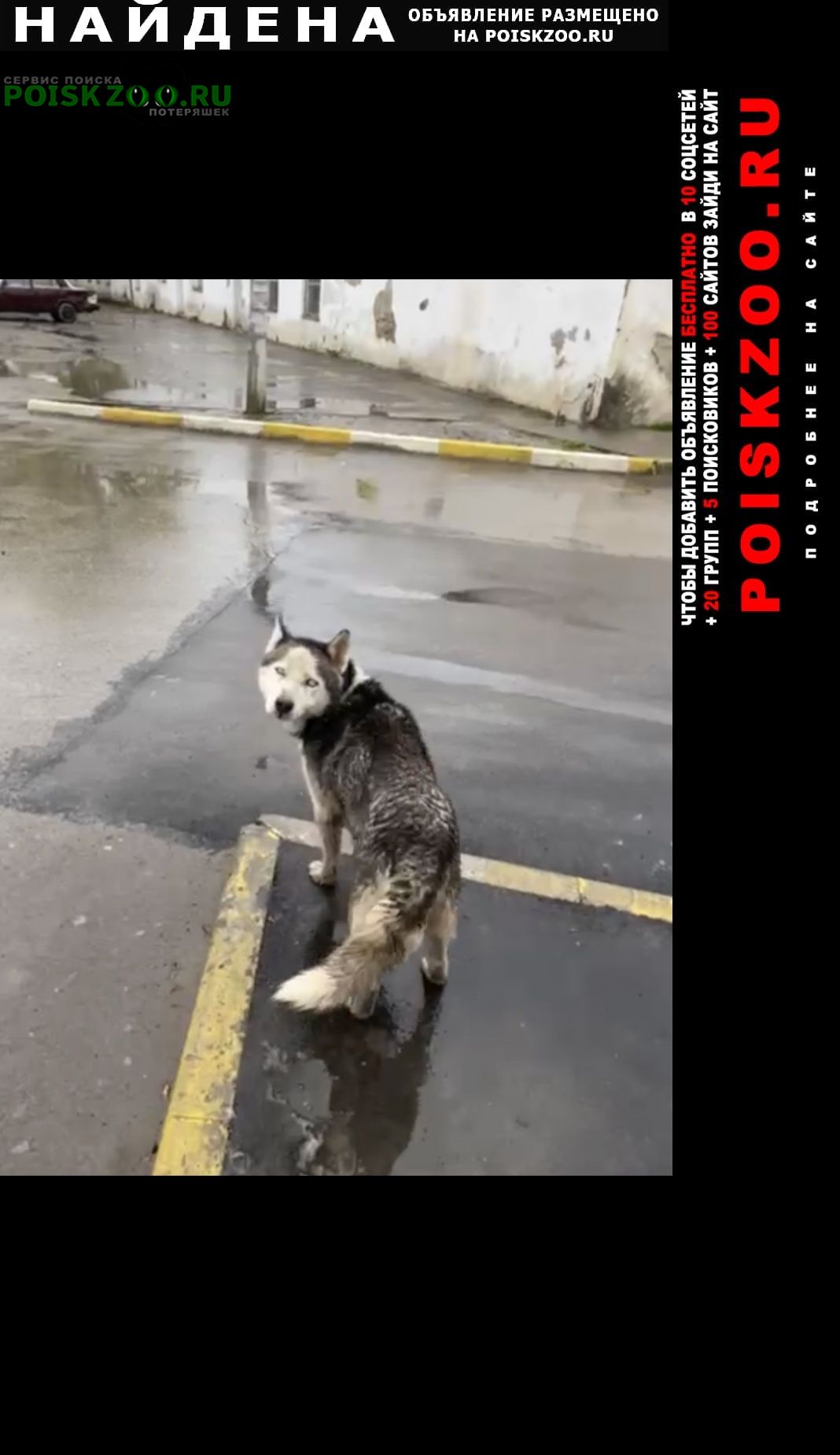 Найдена собака хаски Батайск