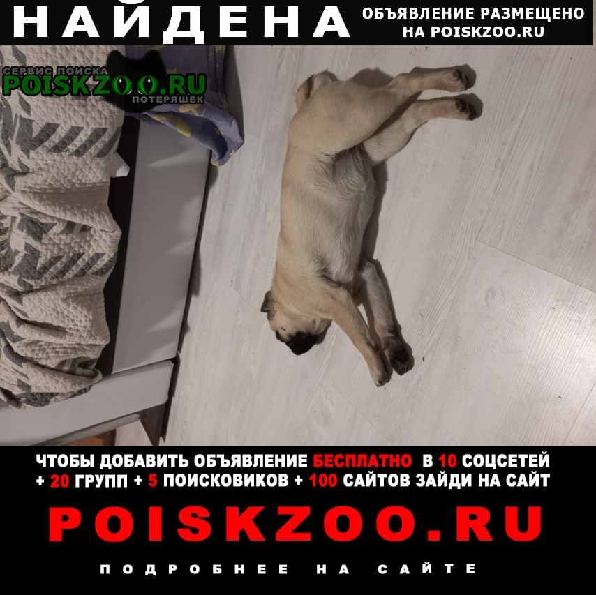 Найдена собака в районе дер бояркино Раменское