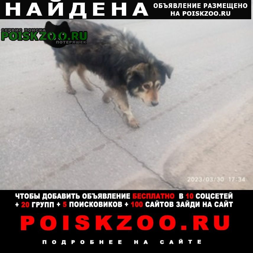 Найдена собака Домодедово