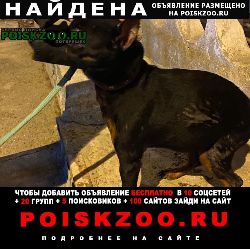 Найдена собака кобель в наморднике Волгоград