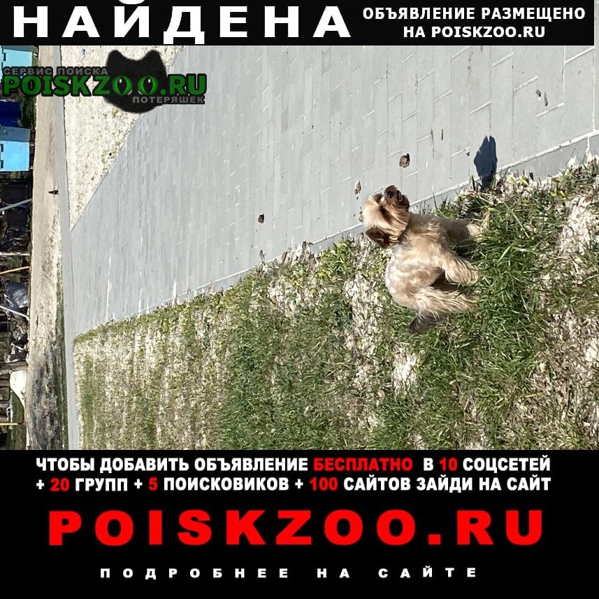 Найдена собака кобель ое новое озеро Кисловодск