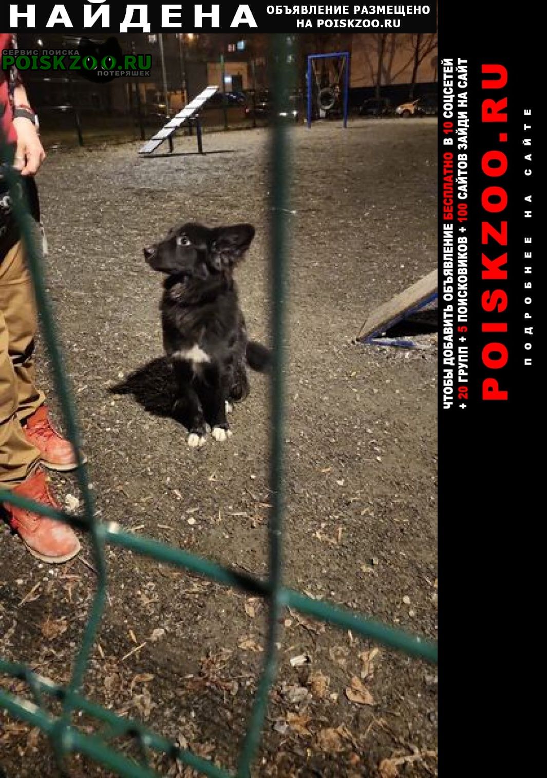 Найдена собака кобель Москва