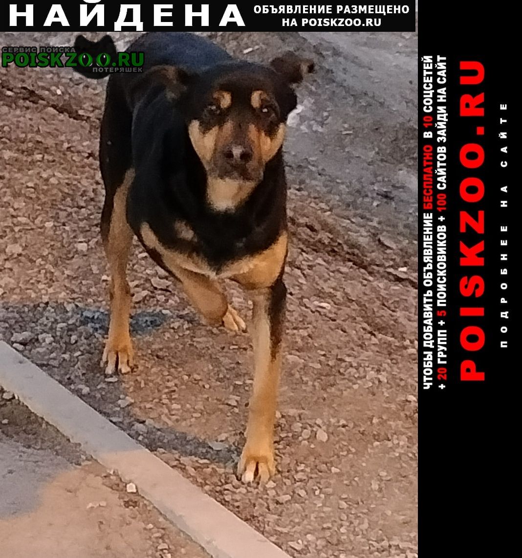 Найдена собака кобель Новосибирск