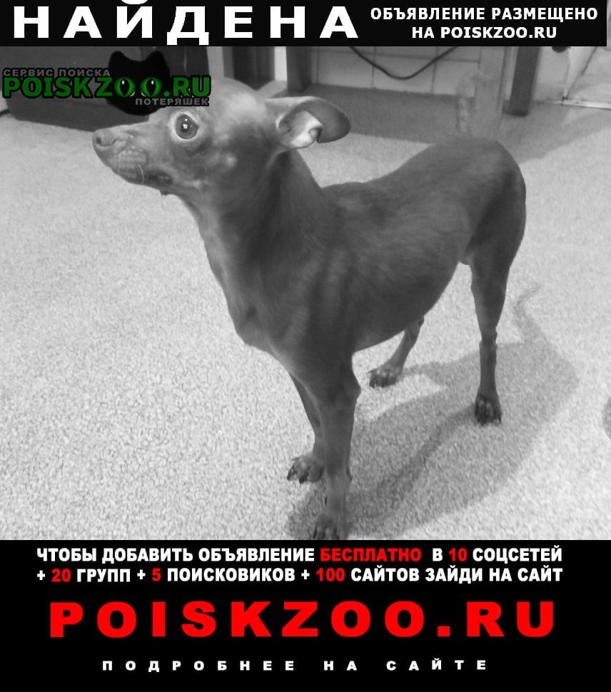 Найдена собака кобель той-терьер переделкино Москва