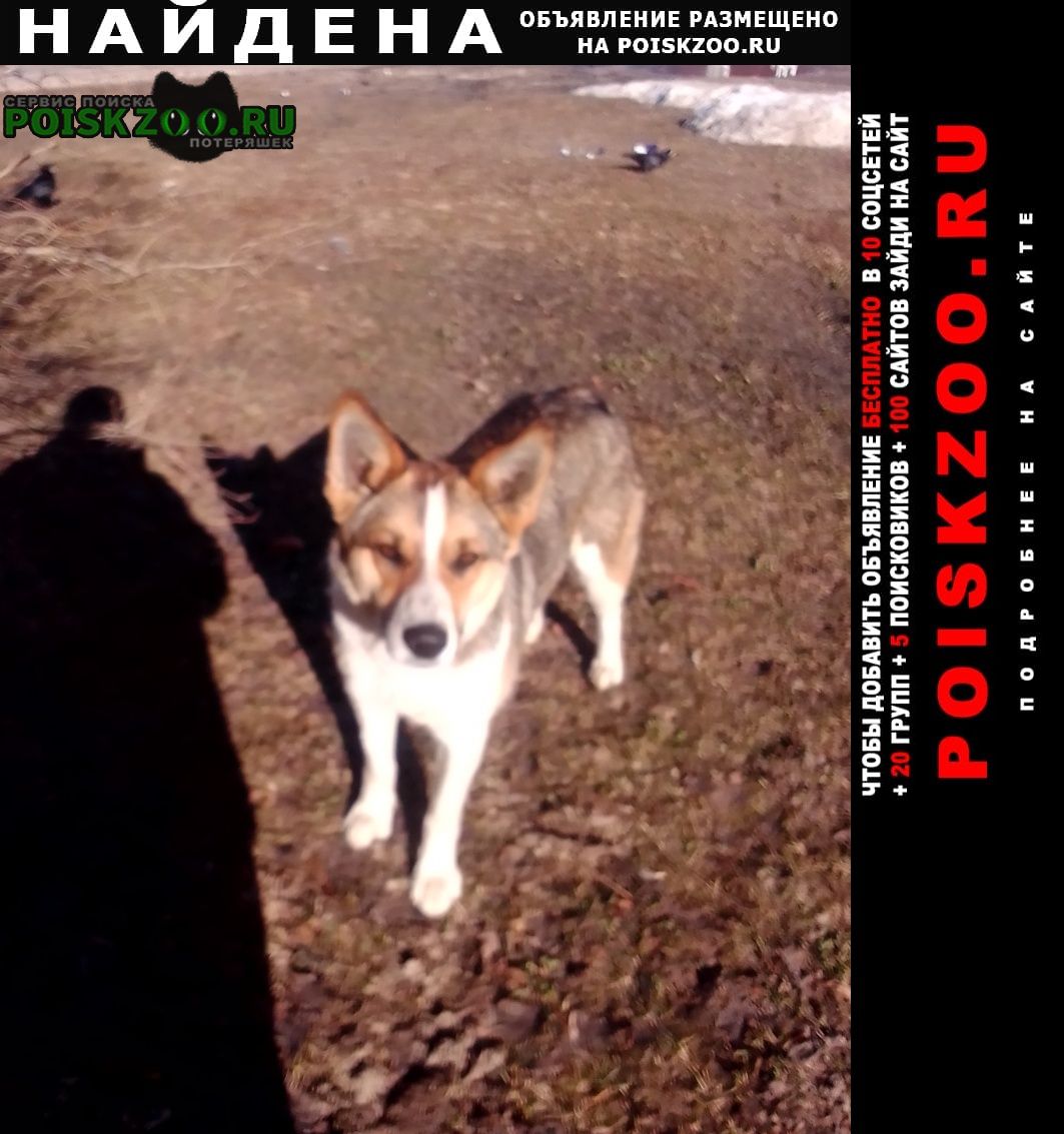 Найдена собака кобель илья-высоково ский р Пучеж