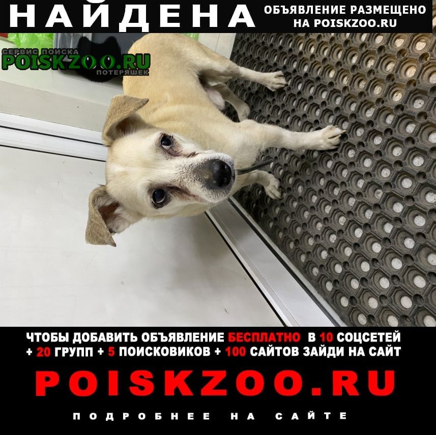 Найдена собака кобель северное чертаново Москва