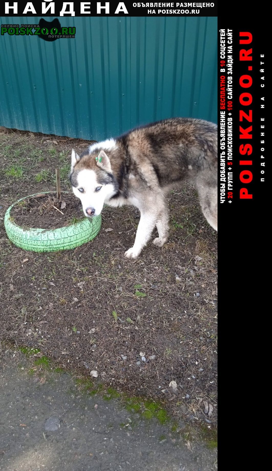 Найдена собака кобель хозяин отзавись Нарофоминск