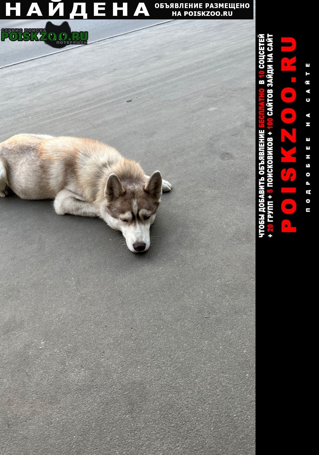 Найдена собака хаски лежит у входа проходной фабрики св Москва