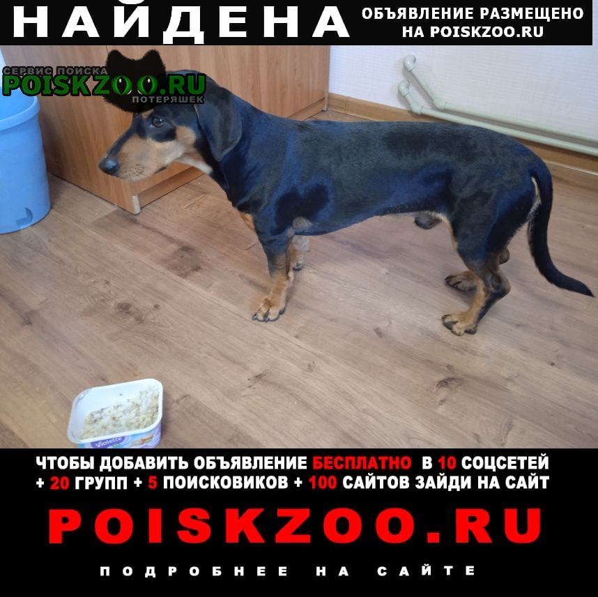 Найдена собака кобель такса Петрозаводск