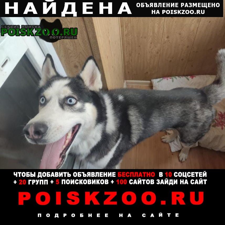 Найдена собака кобель восток москвы Москва