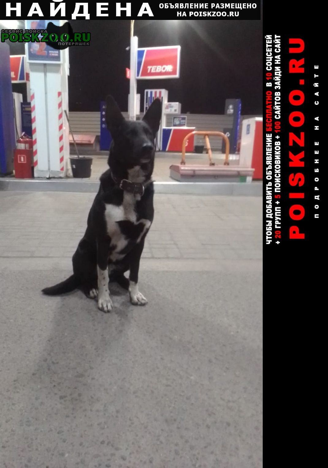 Найдена собака кобель Санкт-Петербург