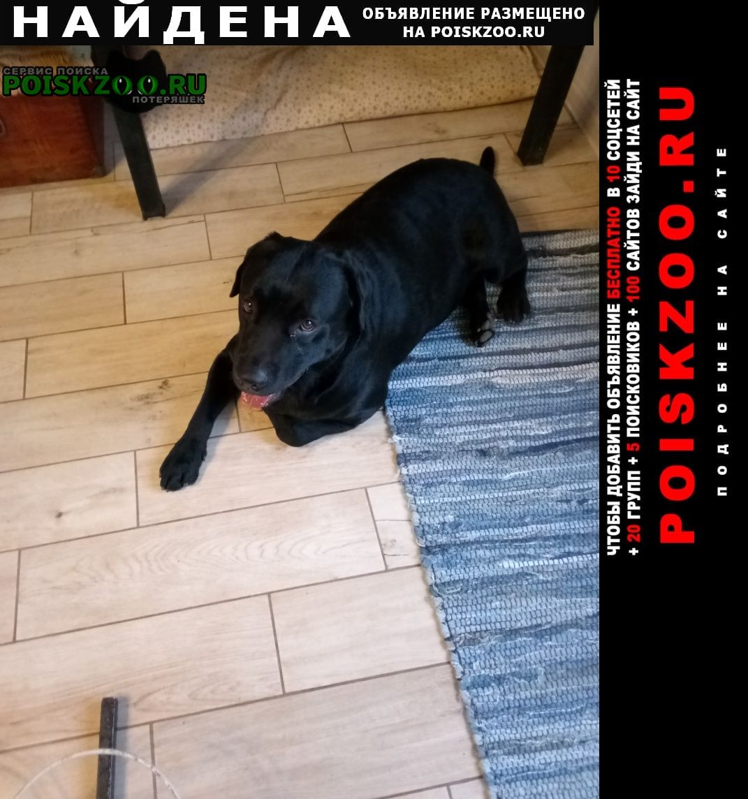Найдена собака кобель лабрадор, мальчик Севастополь