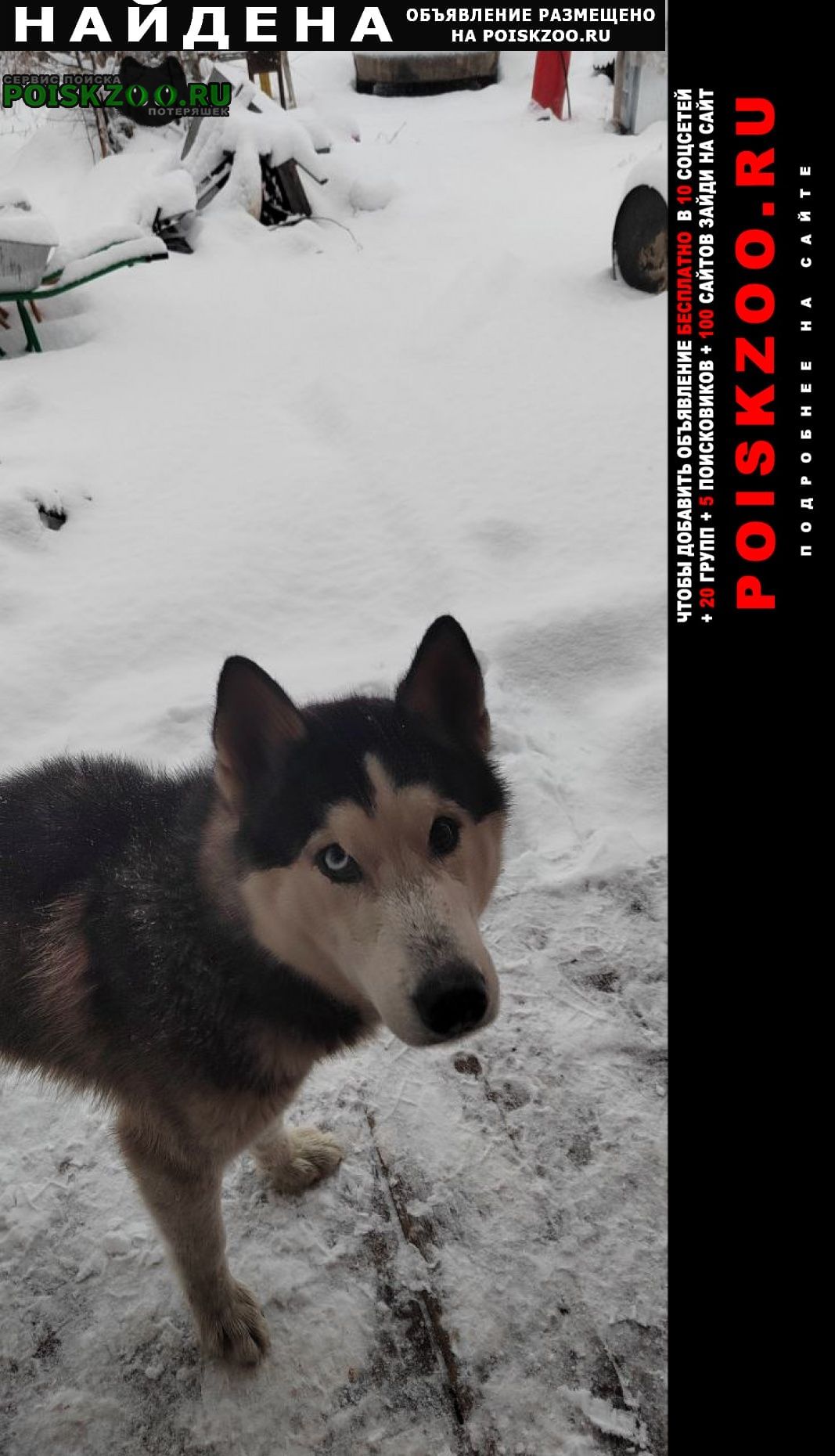 Найдена собака кобель Красноярск