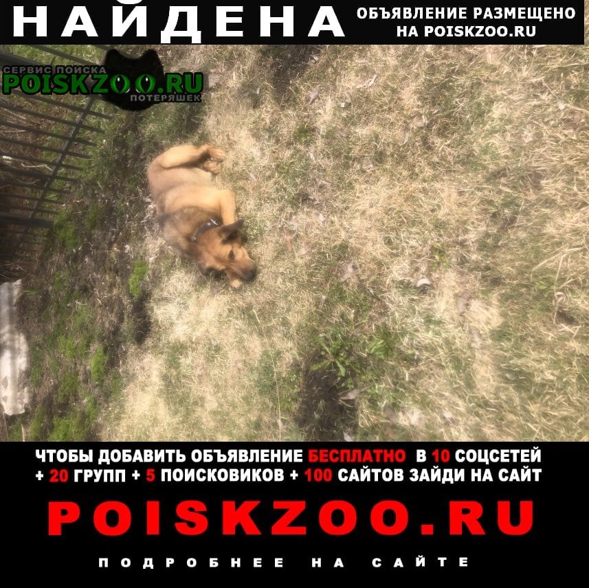 Найдена собака кобель деревня им. дмитриева пес Высоковск