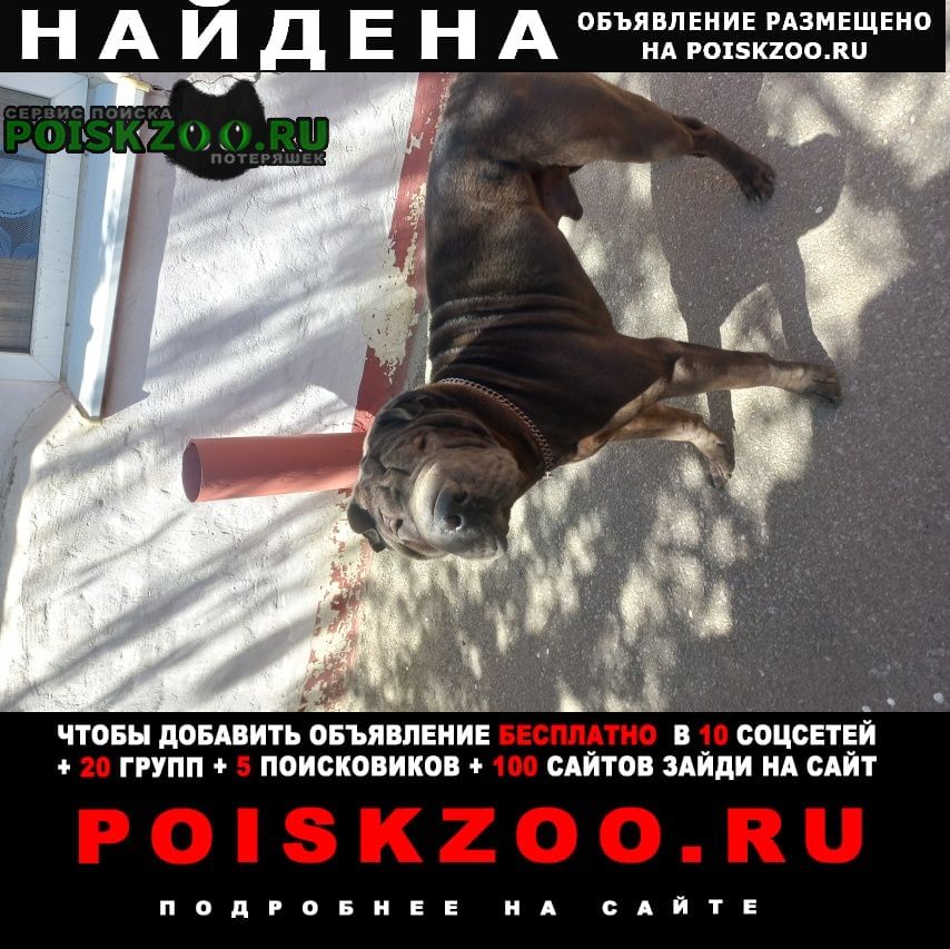 Найдена собака кобель шарпей Ростов-на-Дону