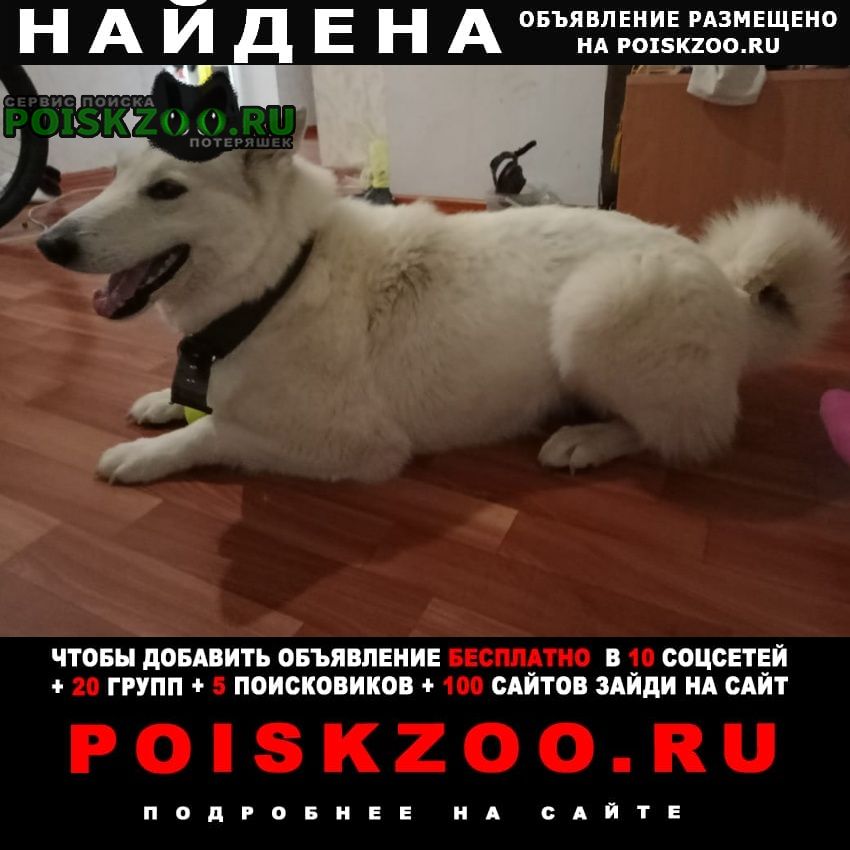 Найдена собака Волжский (Волгоградская обл.)